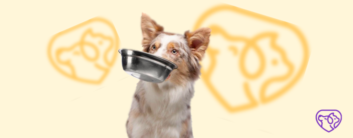 İtlərin qidalanmasında 5 səhv